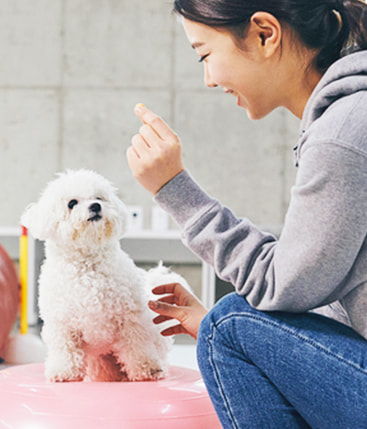 女性と犬のイメージ