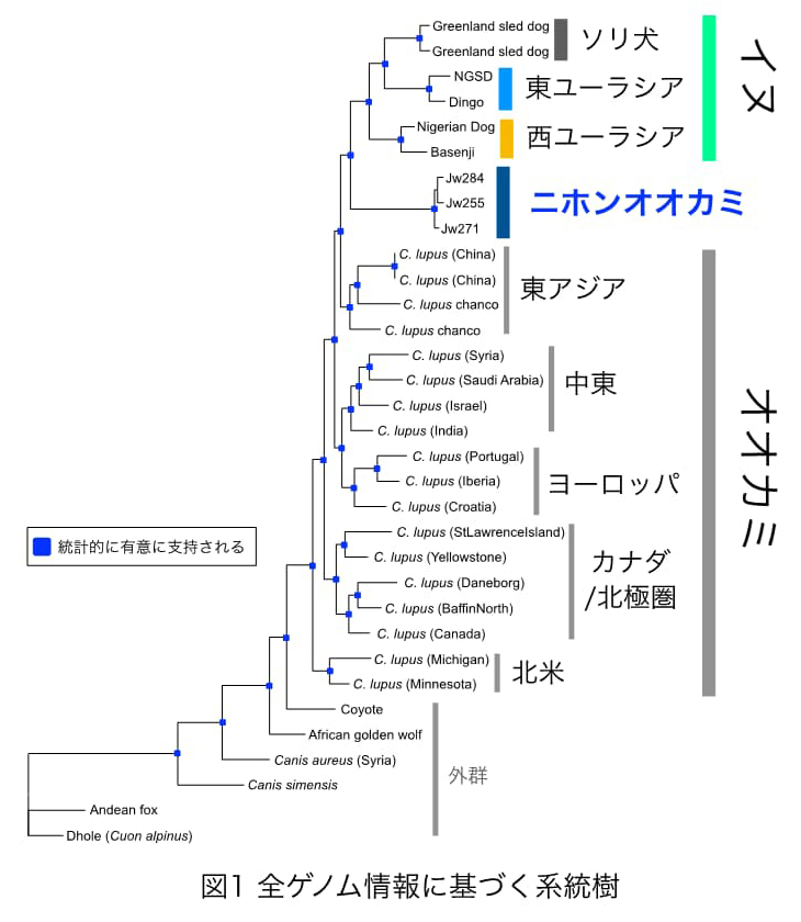 図1 全ゲノム情報に基づく系統樹