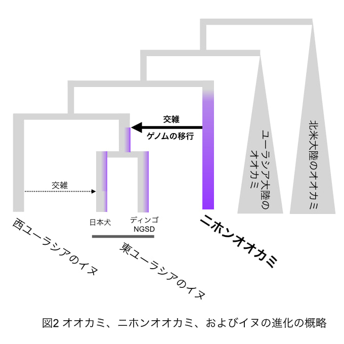 図2 オオカミ、ニホンオオカミ、およびイヌの進化の概略